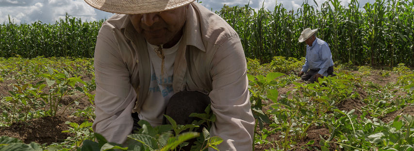 agricultores